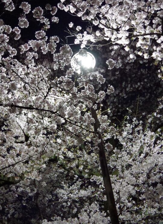 さいたま市桜区