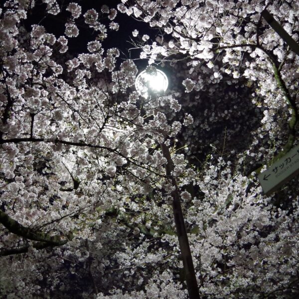 さいたま市桜区