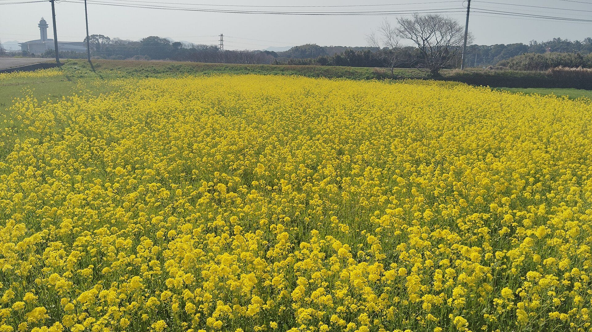 遠賀町